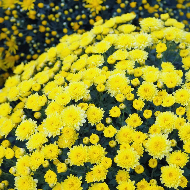 Chrysanthemum Plants Live Tree Well Rooted, 4 To 6 Inches Tall, Mums Plants Live, 2 Plants For The Patio And Garden (Yellow)