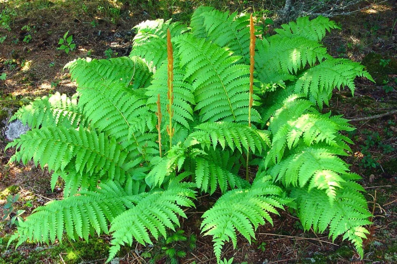 Cinnamon Fern Live Plant 10 Pack - Bare Root Shrub Plant 4-6 Inches