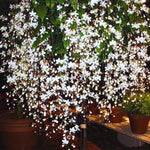 Clerodendrum Bleeding Heart Plant Live, 4-8 Inch Tall, Easy to Care for Indoor Outdoor Gardens
