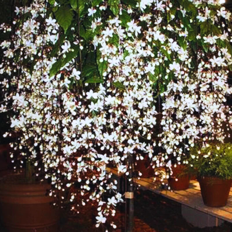 Clerodendrum Bleeding Heart Plant Live, 4-8 Inch Tall, Easy to Care for Indoor Outdoor Gardens
