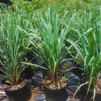 Combo 10 Big Lemon Grass Plants for Outside, Lemongrass Plants Live, No Pot, Well Rooted, Trim Back, Fresh Fragrant Lemon Grass Stalks Plants for Outside Live
