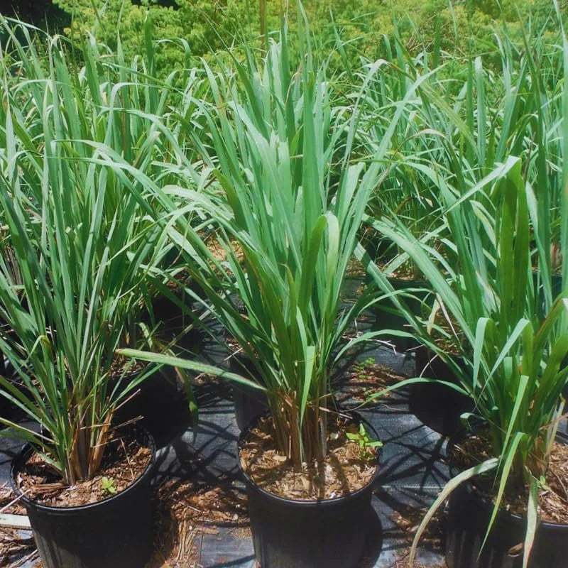 Combo 10 Big Lemon Grass Plants for Outside, Lemongrass Plants Live, No Pot, Well Rooted, Trim Back, Fresh Fragrant Lemon Grass Stalks Plants for Outside Live