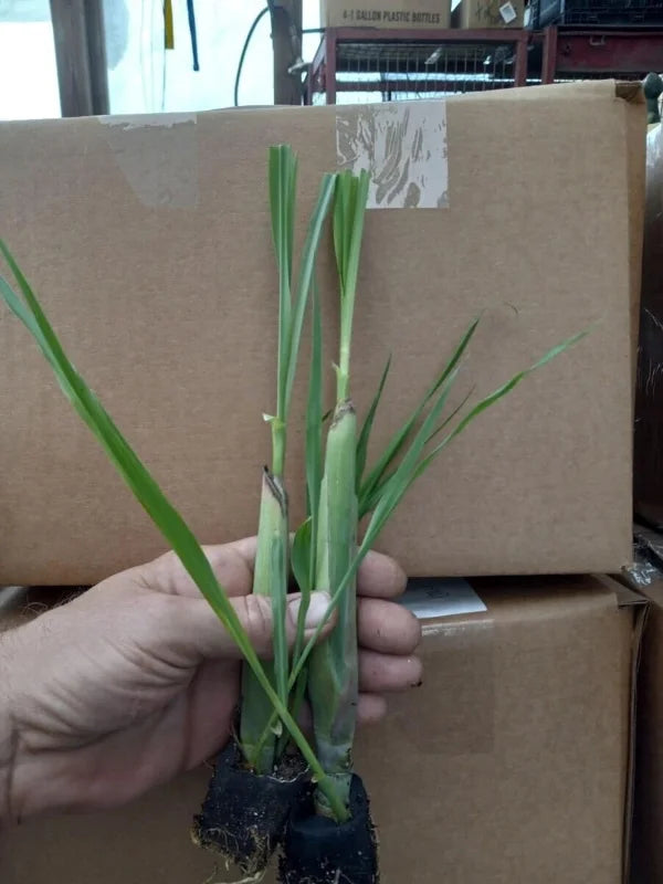 Set 35 Big Lemongrass Plants Live Fully Rooted for Planting, No Pot, Lemon Grass Live Plants, Fresh Rooted Lemongrass Stalks