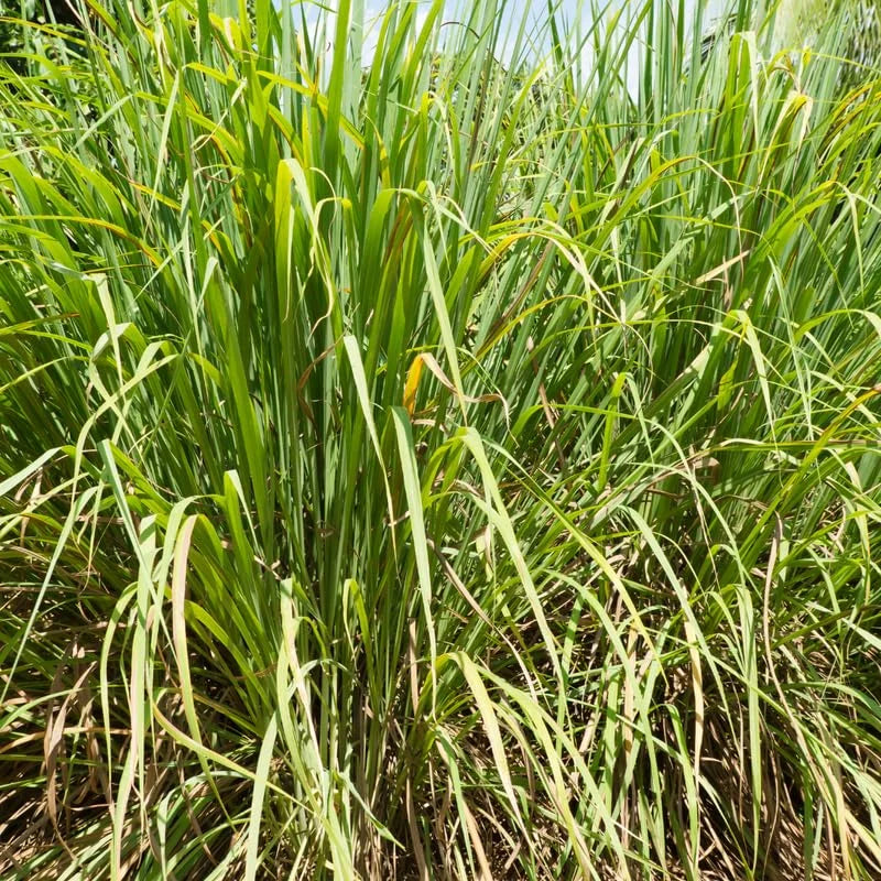 Large Combo 20 Lemon Grass Stalks Plants for Outside Live, Bare Root Lemongrass Plants Live Fresh Well-Rooted, Lemongrass Herb Plants
