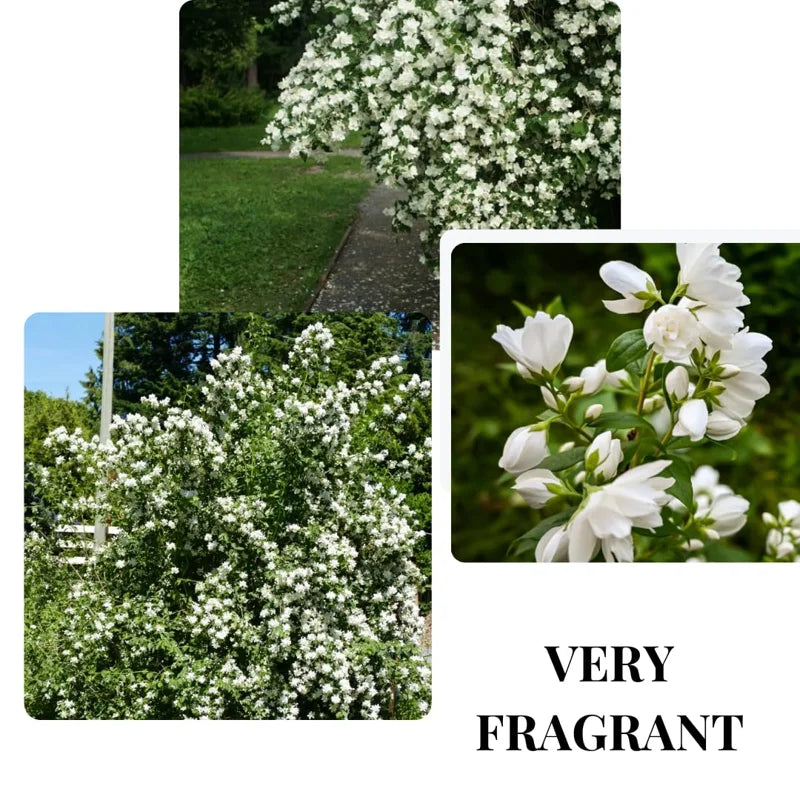 Sets 5 Mock Orange Shrub Live Plant, 1 to 2 Feet Tall Snowflake Philadelphus Live Shrubs Outdoor Planting, Bare Root, Dormant, Fragrant And Easy Planting