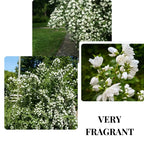 Bundle 5 Mock Orange Shrub Live Plant, Snowflake Mock Orange Trees 12-24" Philadelphus Live Shrubs Outdoor Planting, Bare Root, Dormant, Very Fragrant