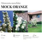 Sets 5 Mock Orange Shrub Live Plant, 1 to 2 Feet Tall Snowflake Philadelphus Live Shrubs Outdoor Planting, Bare Root, Dormant, Fragrant And Easy Planting