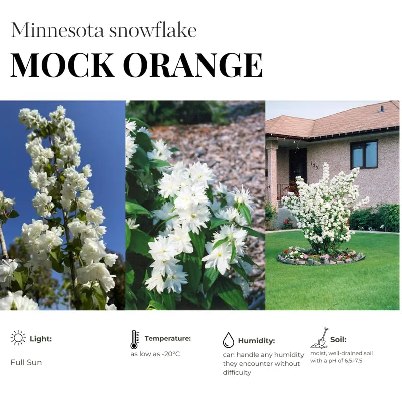 Sets 5 Mock Orange Shrub Live Plant, 1 to 2 Feet Tall Snowflake Philadelphus Live Shrubs Outdoor Planting, Bare Root, Dormant, Fragrant And Easy Planting