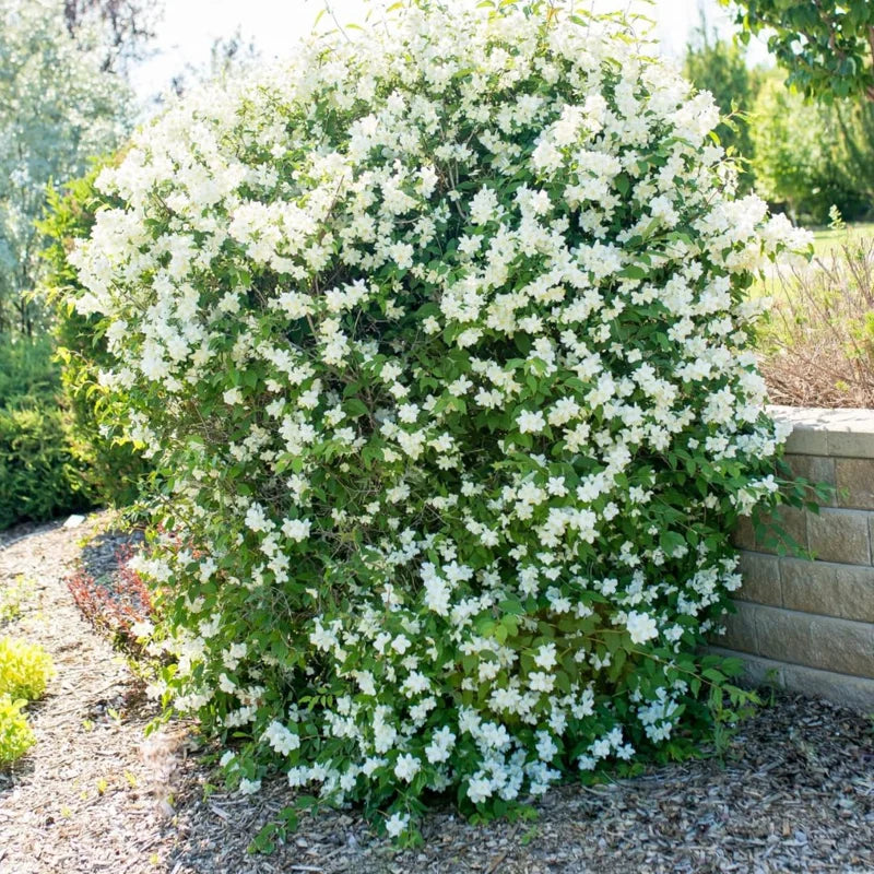 Combo 10 Snowflake Mock Orange Shrub Live Plant, 12-24" Philadelphus Live Shrubs Outdoor Planting, Bare Root, Dormant, Spring Bud Break for Easy Planting