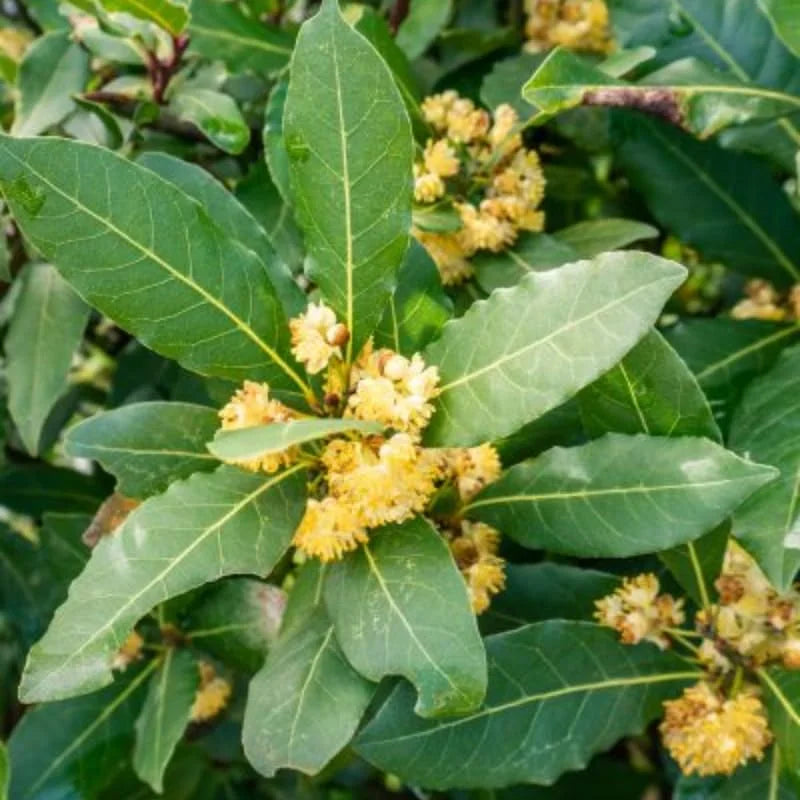 Pack 2 Bay Leaf Trees Live Plants, Laurus Nobilis Trees Live Plants, Sweet Bay Plant Live, Fragrant Bayleaf Tree, Laurel Bay Leaves Bare Root, 4 to 7 Inc Well-Rooted Plant Live