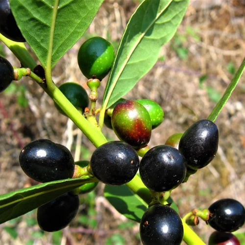 Combo 2 Laurus Nobilis Bay Leaf Trees, Bay Laurel Sweet Bay Live Plants for Planting, Fragrant Bayleaf Tree, No Pot, Well-Rooted Plant Live
