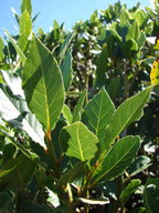 Laurus Nobilis Live Plant, Bay Leaf Tree Plant Live, Bay Laurel Sweet Bay Live Plant for Planting, Fragrant Bayleaf Tree, Bare Root, 4 to 7 Inc Well-Rooted Plant Live