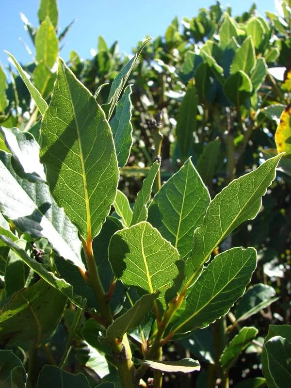 Laurus Nobilis Live Plant, Bay Leaf Tree Plant Live, Bay Laurel Sweet Bay Live Plant for Planting, Fragrant Bayleaf Tree, Bare Root, 4 to 7 Inc Well-Rooted Plant Live