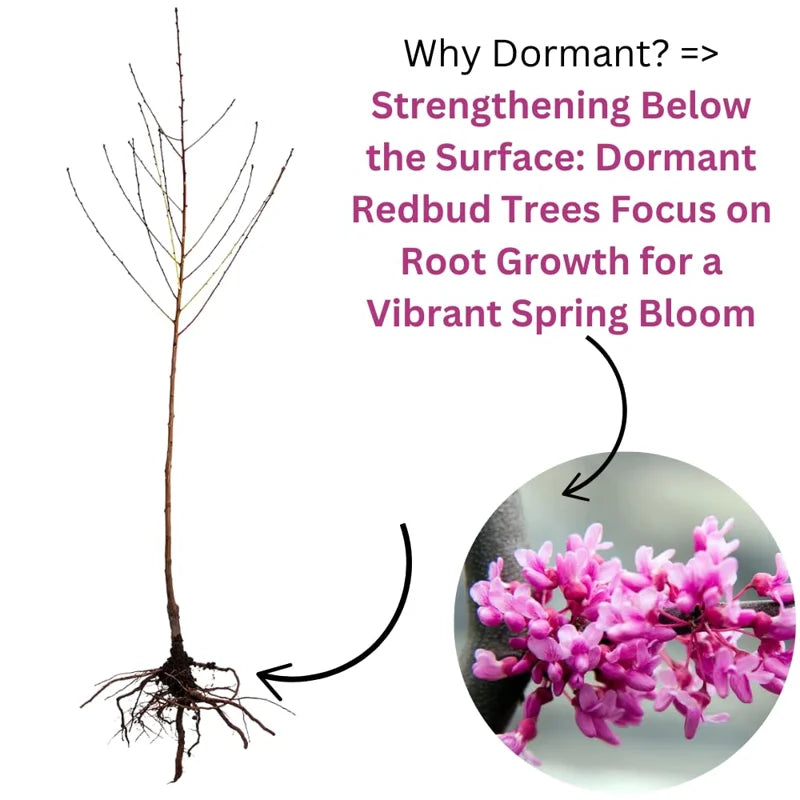 Bundle 5 Live Redbud Trees Seedlings Plants for Yards, 12-18" Dormant, No Pot, Eastern Red Bud Trees Live Plants, Purple Pink Redbud Flower