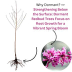 Bundle 5 Live Redbud Trees Seedlings Plants for Yards, 12-18" Dormant, No Pot, Eastern Red Bud Trees Live Plants, Purple Pink Redbud Flower