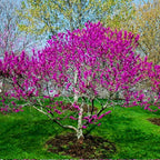 Sets 10 Seedlings Eastern Red Bud Trees Live Plants, Purple Pink Redbud Flower, Redbud Trees Seedlings for Planting, 12-18 Inch Dormant, Spring Blooms