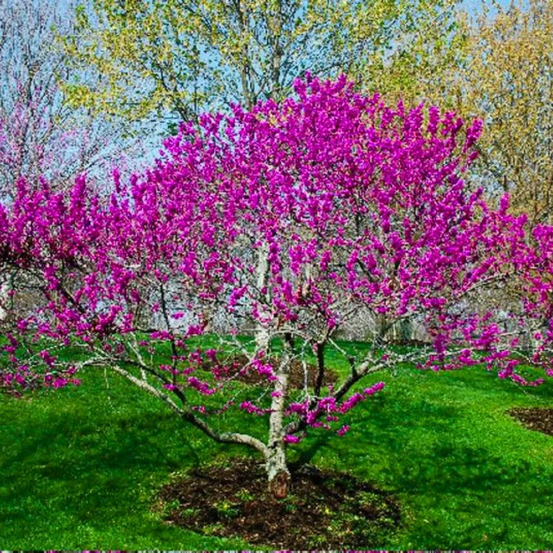 Sets 10 Seedlings Eastern Red Bud Trees Live Plants, Purple Pink Redbud Flower, Redbud Trees Seedlings for Planting, 12-18 Inch Dormant, Spring Blooms