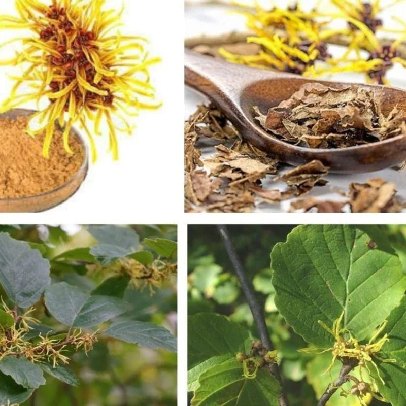 Combo 5 Witch Hazel Herbs Trees, Witch Hazel Plants Live, Yellow Witchhazel Trees Live Plant Shrubs, 9-15 Inc Tall