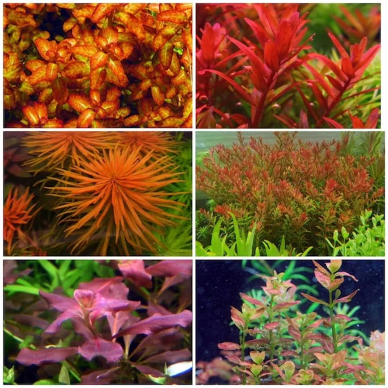 Combo 7 Mix Aquarium Plants Live Stems, No Root, Red Color When Bright Light Fresh Water Aquatic Plants for Pond, Live Plants for Freshwater Aquarium Fish Tanks