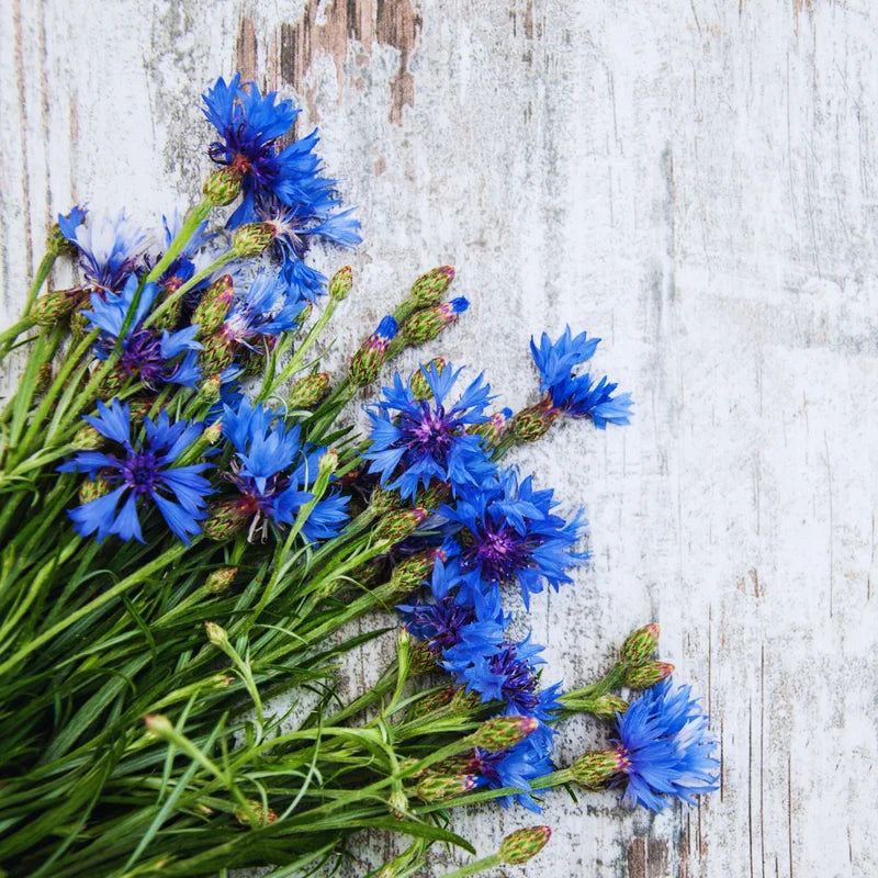 Cornflower Plant Live 4 Pack - Blue Cornflower Flower Plants Small Size