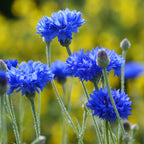 Cornflower Plant Live 4 Pack - Blue Cornflower Flower Plants Small Size