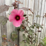 Cranberry Hibiscus Tree Shrub Set - 4 Live Plants, Winter Hardy, Summer Bloom
