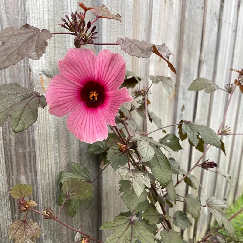 Cranberry Hibiscus Tree Shrub Set - 4 Live Plants, Winter Hardy, Summer Bloom