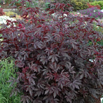 Cranberry Hibiscus Tree Live Plant Set - 4-7 Inch Well-Rooted Outdoor Plants