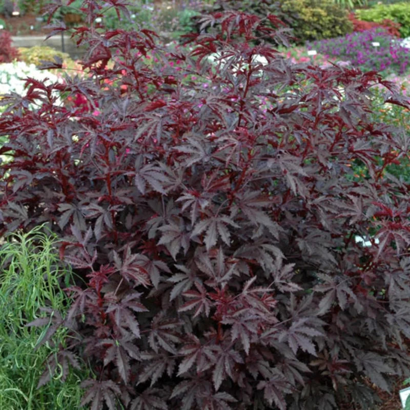 Cranberry Hibiscus Tree Live Plant Set - 4-7 Inch Well-Rooted Outdoor Plants