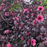Cranberry Hibiscus Tree Live Plant Set - 4-7 Inch Well-Rooted Outdoor Plants
