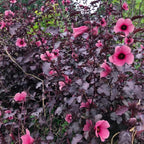 Cranberry Hibiscus Tree Live Plant Set - 4-7 Inch Well-Rooted Outdoor Plants