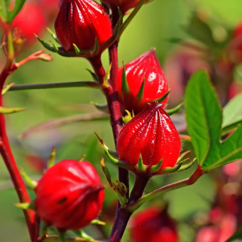 Cranberry Hibiscus Tree Shrub Set - 4 Live Plants, Winter Hardy, Summer Bloom