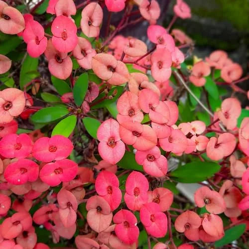 Crown of Thorns Plant, Euphorbia Milii, 6-10 Inch, Red-Pink, Succulent Houseplant