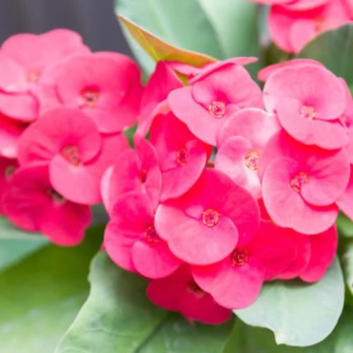 Crown of Thorns Plant, Euphorbia Milii, 6-10 Inch, Red-Pink, Succulent Houseplant