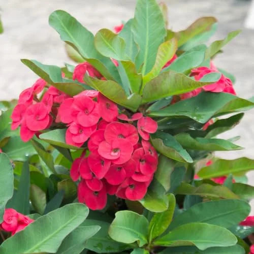 Crown of Thorns Plant, Euphorbia Milii, 6-10 Inch, Red-Pink, Succulent Houseplant