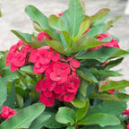 Crown of Thorns Plant, Euphorbia Milii, 6-10 Inch, Red-Pink, Succulent Houseplant