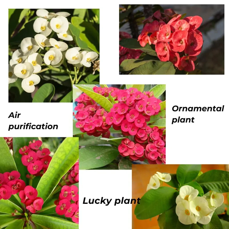 Crown of Thorns Plant - Red Euphorbia Milii Live Plant Decor Hardy Thorns