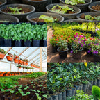 Catnip Plants Live - 6 Fresh Herb Plants for Indoor Outdoor Planting
