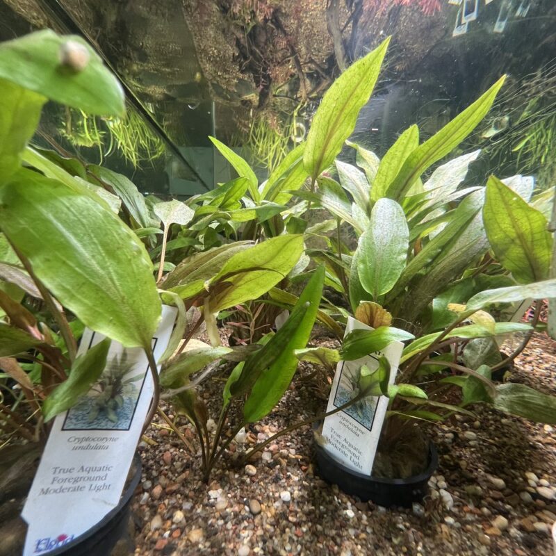 Green Crypt Cryptocoryne Aquarium Plant, 7 Stems Live Plant
