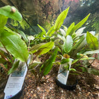 Green Crypt Cryptocoryne Aquarium Plant, 7 Stems Live Plant