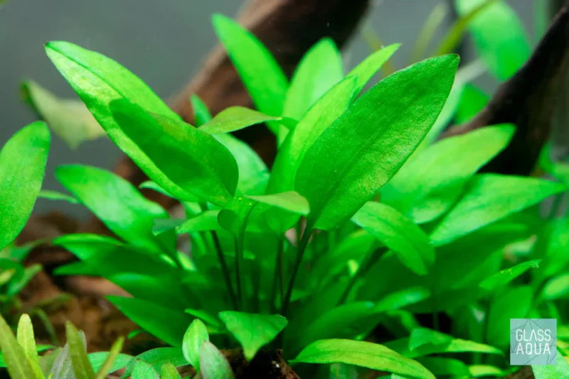 Green Crypt Cryptocoryne Aquarium Plant, 7 Stems Live Plant