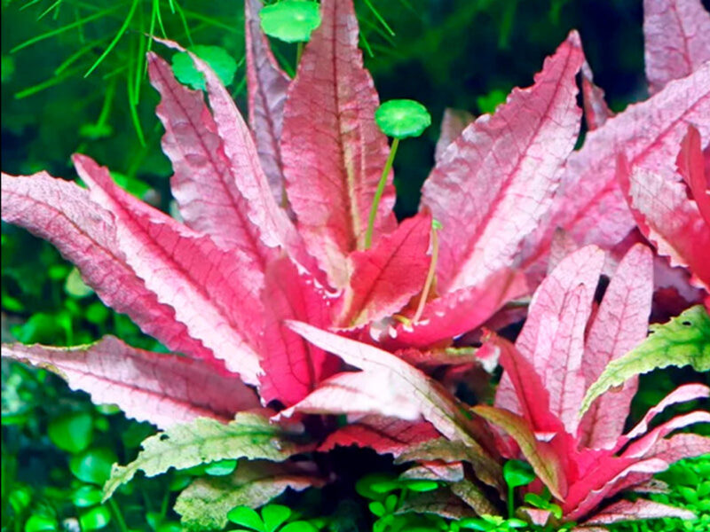 Flamingo Crypt Cryptocoryne Aquarium Plant, 1 Rooted Live Plant