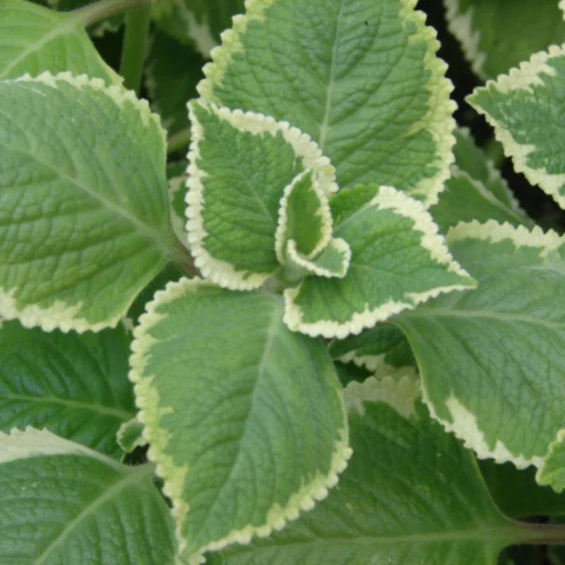 Cuban Oregano Plant Live, Variegated Cuban Oregano Herb Plant for Planting 5 to 7 Inches Tall