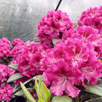Curly Pink Rhododendron Plant 1 Year Old Rare Flowering Shrub