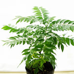 Murraya Koenigii Curry Leaf Plant Live – Sweet Neem Tree 8-12 Inch Tall in 4-Inch Pot for Gardening and Herb Growing