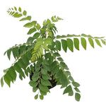 Curry Leaf Plant Live – Murraya Koenigii Sweet Neem Tree 5-9 Inch Tall in 4-Inch Pot, Perfect for Home Gardening and Fresh Curry Leaves