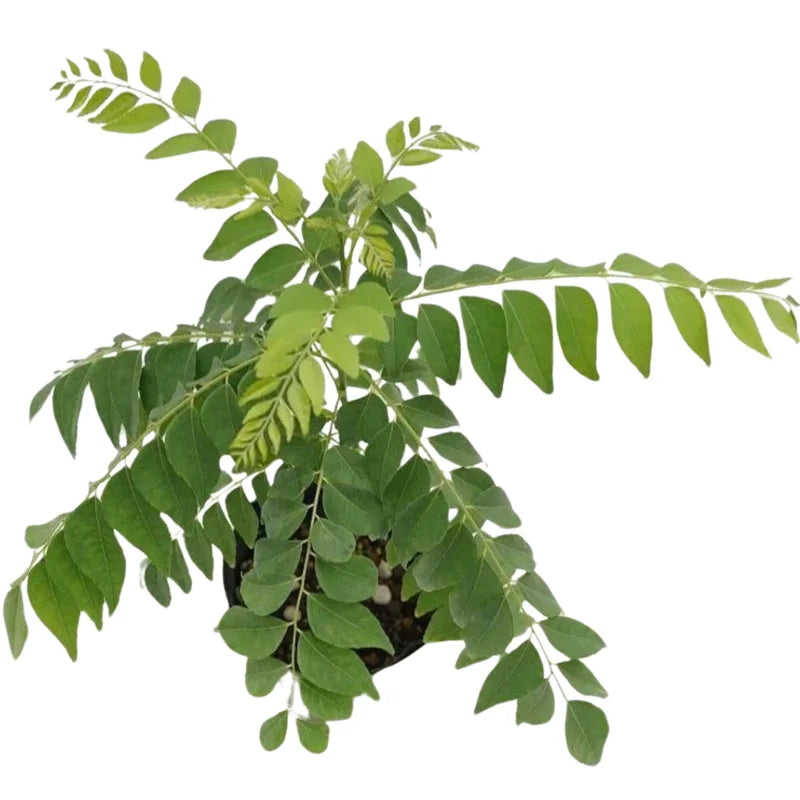 Curry Leaves Plant Live – 5-9 Inch Sweet Neem Murraya Koenigii Tree in Compact 4-Inch Pot, Ideal for Indoor or Outdoor Herb Gardens