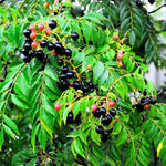 Curry Leaf Plant Live – Murraya Koenigii Sweet Neem Tree 5-9 Inch Tall in 4-Inch Pot, Perfect for Home Gardening and Fresh Curry Leaves