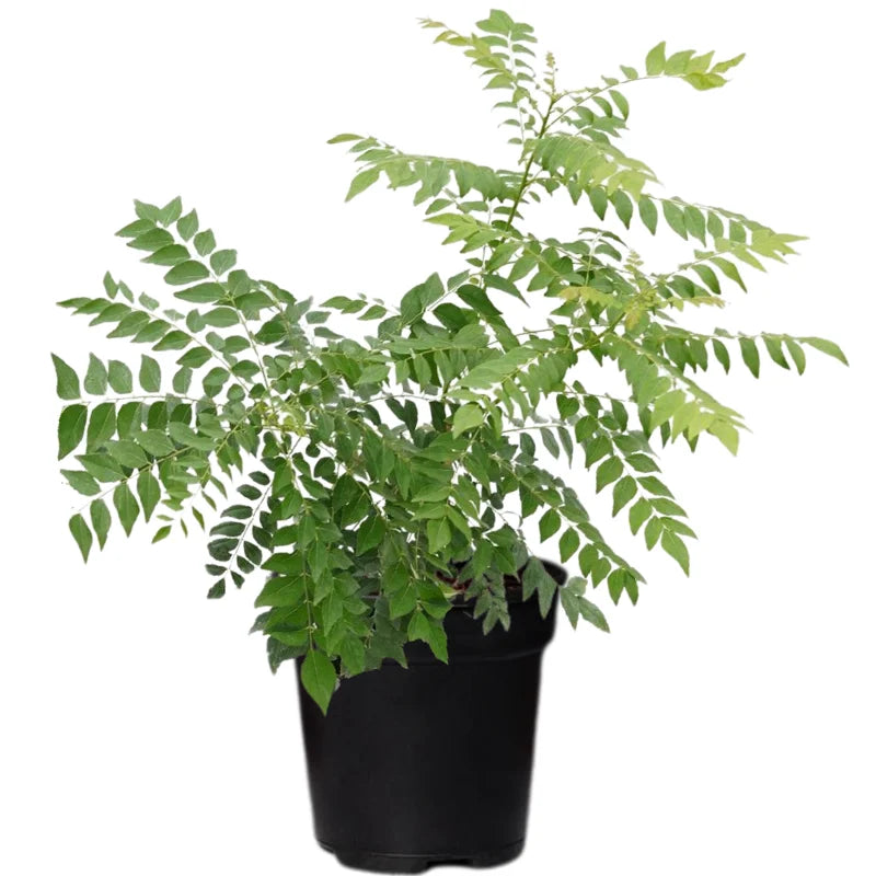 Curry Leaf Tree Live Plant – 14-16 Inch Sweet Neem Bush in Half-Gallon Pot, Murraya Koenigii, Perfect for Indoor or Outdoor Growing