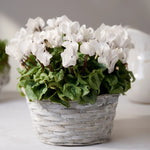 Cyclamen Live Plant 4" Potted – Vibrant Cyclamen Flowers, Hardy Cyclamen Houseplant Ideal for Indoor Decoration
